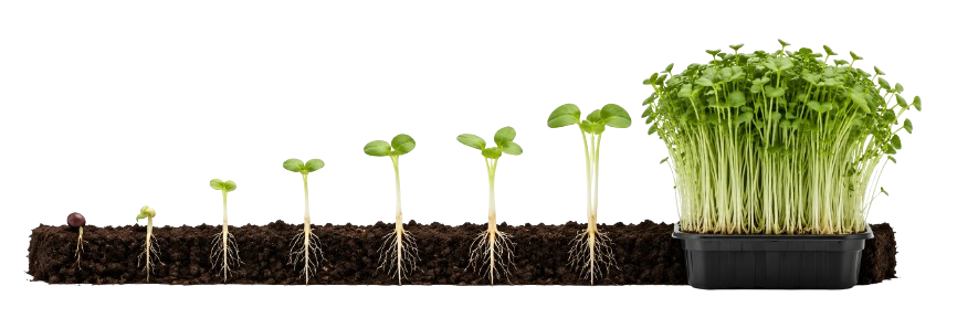 Microgreens Growth Stages
